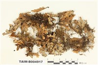 藏品(柄扇牛皮葉衣)的圖片